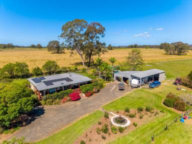 Livestock For Sale - NSW - West Coraki - 2471 - SANDY CREEK - 490 ACRES OF NORTHERN RIVERS LIVESTOCK AND FARMING  (Image 2)