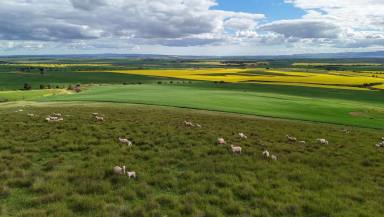 Mixed Farming For Sale - SA - Pekina - 5431 - Manageable Mixed Farming Opportunity  (Image 2)