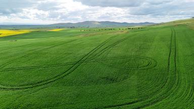 Mixed Farming For Sale - SA - Pekina - 5431 - Manageable Mixed Farming Opportunity  (Image 2)
