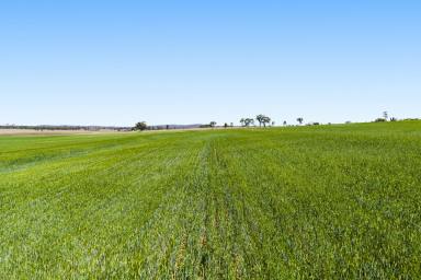 Mixed Farming For Sale - QLD - Clifton - 4361 - "RAVENLEA"  (Image 2)