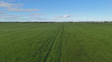 Cropping For Sale - SA - Port Broughton - 5522 - PRIME CROPPING COUNTRY  (Image 2)