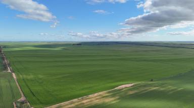 Cropping For Sale - SA - Port Broughton - 5522 - PRIME CROPPING COUNTRY  (Image 2)