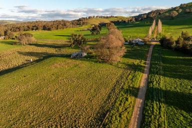 Mixed Farming Auction - NSW - Oberne Creek - 2650 - Tranquil country lifestyle!  (Image 2)