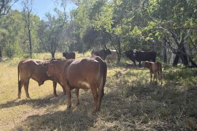 Acreage/Semi-rural For Sale - QLD - Wowan - 4702 - Affordable Country Lifestyle (Image 2)