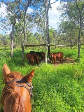 Mixed Farming For Sale - QLD - Dimbulah - 4872 - 733 Acres of Grazing, Lifestyle & Opportunity (Image 2)