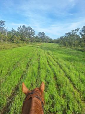Mixed Farming For Sale - QLD - Dimbulah - 4872 - 733 Acres of Grazing, Lifestyle & Opportunity (Image 2)