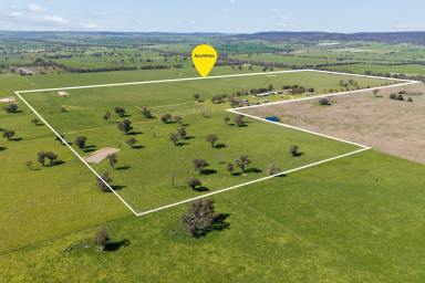 Lifestyle Auction - NSW - Young - 2594 - "Oakbank" - Turn the Key to your Own Fattening Operation (Image 2)
