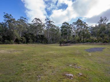 Residential Block For Sale - TAS - Quoiba - 7310 - Space, Privacy and Potential in Quoiba (Image 2)