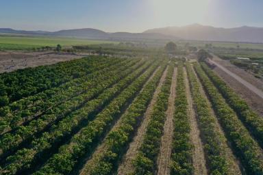 Other (Rural) For Sale - QLD - Horseshoe Lagoon - 4809 - 5 Acre Mango Farm - Power - Bore - Spray Irrigation  (Image 2)