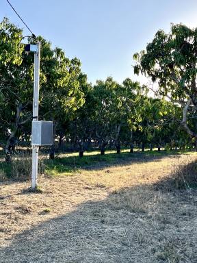 Other (Rural) For Sale - QLD - Horseshoe Lagoon - 4809 - 5 Acre Mango Farm - Power - Bore - Spray Irrigation  (Image 2)