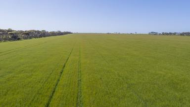 Cropping For Sale - SA - Minlaton - 5575 - Productive Parcel in the Heart of the Yorke Peninsula (Image 2)