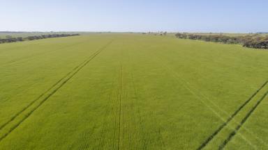 Cropping For Sale - SA - Minlaton - 5575 - Productive Parcel in the Heart of the Yorke Peninsula (Image 2)