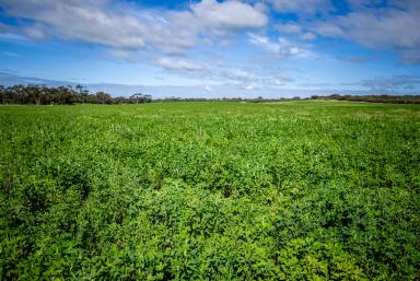 Other (Rural) For Sale - SA - Keith - 5267 - Turn Key Blue Ribbon Farming  (Image 2)