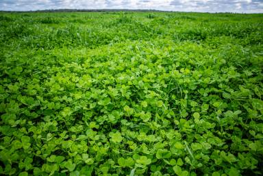 Other (Rural) For Sale - SA - Keith - 5267 - Turn Key Blue Ribbon Farming  (Image 2)