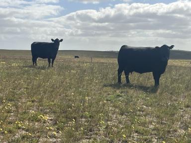 Mixed Farming For Sale - SA - Tintinara - 5266 - CONVENIENTLY LOCATED GRAZING BLOCK IN RELIABLE RAINFALL REGION  (Image 2)