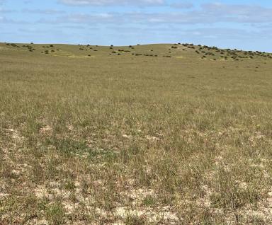 Mixed Farming For Sale - SA - Tintinara - 5266 - CONVENIENTLY LOCATED GRAZING BLOCK IN RELIABLE RAINFALL REGION  (Image 2)