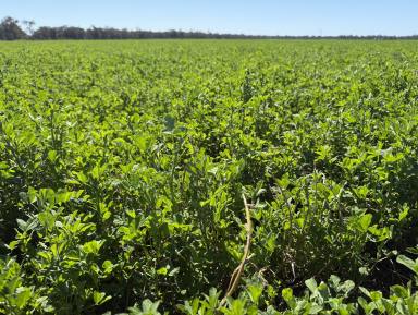 Mixed Farming For Sale - NSW - Forbes - 2871 - Production Certainty  (Image 2)