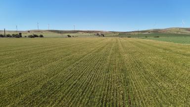 Mixed Farming For Sale - SA - Clements Gap - 5523 - Quality Cropping Country Available For Sale & Lease (Image 2)