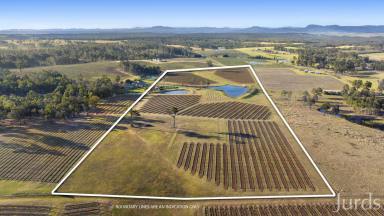 Lifestyle For Sale - NSW - Pokolbin - 2320 - Eagles Nest - A Stunning Palette in Wine Country  (Image 2)