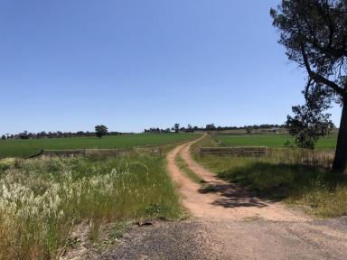Mixed Farming For Sale - NSW - Mendooran - 2842 - Springfield - a great investment opportunity (Image 2)