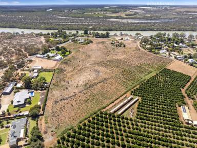 Residential Block For Sale - SA - Berri - 5343 - THREE ALLOTMENTS AVAILABLE APPROX ONE ACRE EACH!  (Image 2)