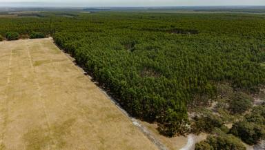 Mixed Farming For Sale - SA - Wattle Range - 5280 - ACACIA PARK | WATTLE RANGE ROAD, WATTLE RANGE, SA  (Image 2)