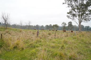Livestock For Sale - NSW - Bonalbo - 2469 - Premium Rural Holding with Scale, Water and Potential  (Image 2)