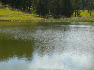 Livestock For Sale - NSW - Kyogle - 2474 - "WYNDHAM PARK" 1067 ACRES HELD IN 10 FREEHOLD TITLES  (Image 2)