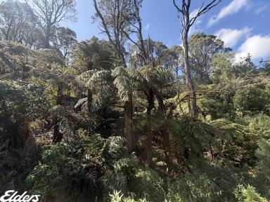 Lifestyle For Sale - VIC - Madalya - 3971 - Wilderness worthy of preservation  (Image 2)