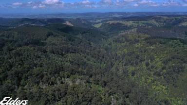 Lifestyle For Sale - VIC - Madalya - 3971 - Wilderness worthy of preservation  (Image 2)
