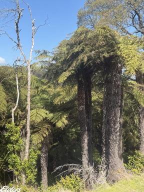 Lifestyle For Sale - VIC - Madalya - 3971 - WILDERNESS WORTHY OF PRESERVATION  (Image 2)