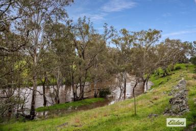 Mixed Farming For Sale - VIC - Redesdale - 3444 - "Mintaro" Redesdale, 461.76 HA | 1,141 ACRES. A Masterpiece of Pastoral Excellence & River Frontage  (Image 2)