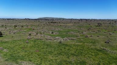 Livestock For Sale - VIC - Beeac - 3251 - Fertile Beeac-Dreeite District Grazing & Agricultural Opportunity  (Image 2)