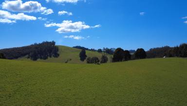 Residential Block For Sale - TAS - Beulah - 7306 - Productive Beulah Grazing Country  (Image 2)