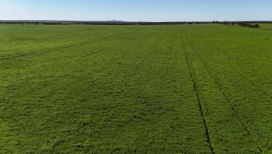 Mixed Farming For Sale - SA - Buckleboo - 5641 - Substantial Eyre Peninsula Farming Opportunity  (Image 2)