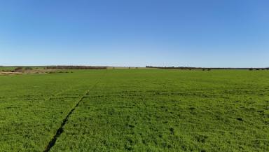 Mixed Farming For Sale - SA - Buckleboo - 5641 - Substantial Eyre Peninsula Farming Opportunity  (Image 2)