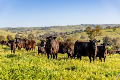 Mixed Farming For Sale - NSW - Oura - 2650 - A SLICE OF MURRUMBIDGEE HEAVEN  (Image 2)