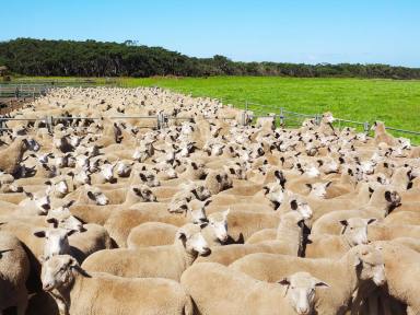 Livestock For Sale - VIC - Port Campbell - 3269 - TOP CLASS ATTRACTIVE PORT CAMPBELL DISTRICT COUNTRY  (Image 2)