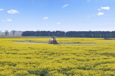 Livestock For Sale - VIC - Wingeel - 3321 - QUALITY INVERLEIGH – WINCHELSEA DISTRICT PROPERTY (Image 2)
