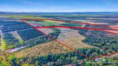 Horticulture For Sale - QLD - Dimbulah - 4872 - A Landmark Family Orchard with Outstanding Water Security & Modern Infrastructure  (Image 2)