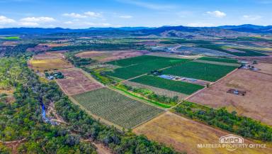 Horticulture For Sale - QLD - Dimbulah - 4872 - A Landmark Family Orchard with Outstanding Water Security & Modern Infrastructure  (Image 2)