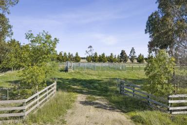 Livestock For Sale - VIC - Lethbridge - 3332 - PRIME HEALTHY LETHBRIDGE COUNTRY  (Image 2)