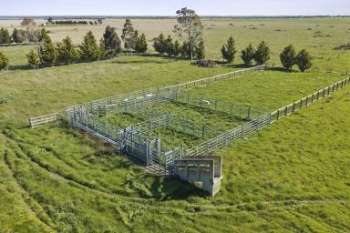 Livestock For Sale - VIC - Lethbridge - 3332 - PRIME HEALTHY LETHBRIDGE COUNTRY  (Image 2)