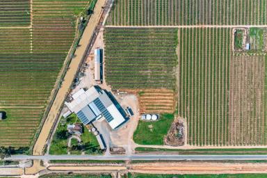 Mixed Farming For Sale - VIC - Cobram East - 3644 - Premium Stone Fruit Orchards  (Image 2)