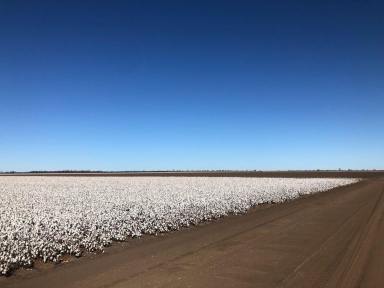 Other (Rural) For Sale - NSW - Spring Plains - 2388 - Auburn, Spring Plains  (Image 2)