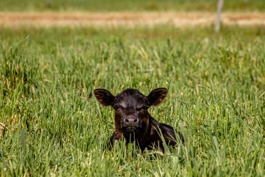 Other (Rural) For Sale - SA - Penola - 5277 - BULLARA - TURNKEY GRAZING  (Image 2)