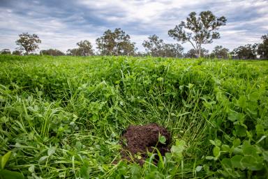 Other (Rural) For Sale - SA - Penola - 5277 - BULLARA - TURNKEY GRAZING  (Image 2)