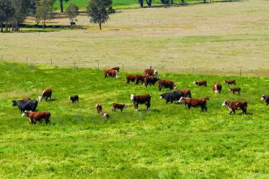 Mixed Farming For Sale - NSW - The Rock - 2655 - Rural Lifestyle with Scale  (Image 2)
