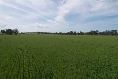 Mixed Farming For Sale - NSW - Yathella - 2650 - Attractive Mixed Farming Land | Build Your Dream Home (Image 2)