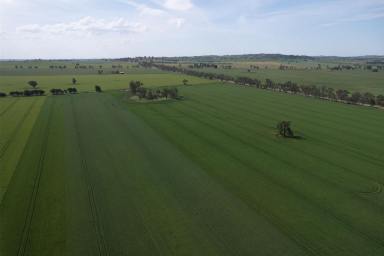 Mixed Farming For Sale - NSW - Yathella - 2650 - Attractive Mixed Farming Land | Build Your Dream Home (Image 2)